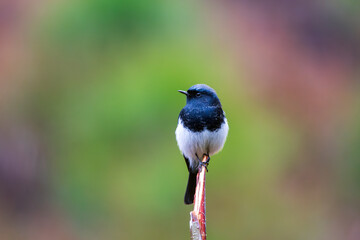 Blue-capped redstart