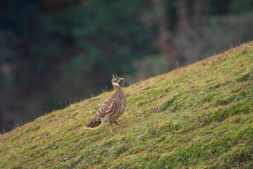 himalayan monal