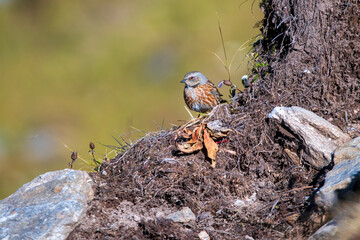 Alpine accentor
