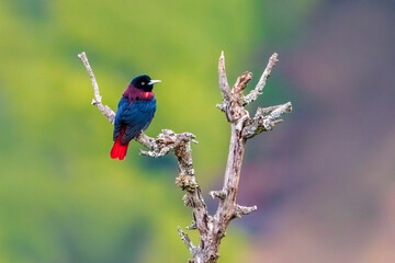 Maroon oriole