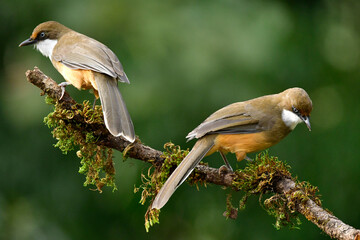 White-throated laughingthrush