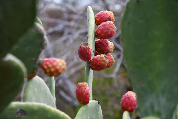 Feigenkaktus mit Früchten