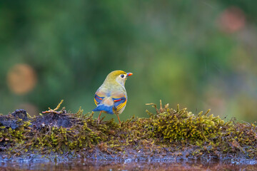 Leiothrix