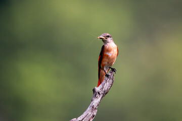 Rosy minivet