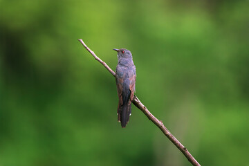 Grey-bellied cuckoo