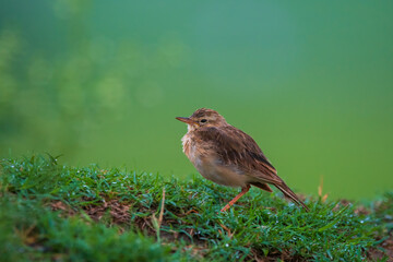 Paddyfield pipit