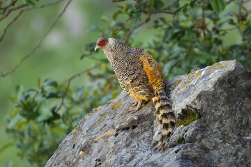 Cheer pheasant