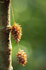 A close-up of intricately woven cocoons of an Ichneumoninae wasp, suspended from a tree branch. The cocoons are a golden brown color and have a bumpy texture. Wulai, Taiwan.