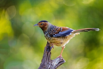 Spotted laughingthrush