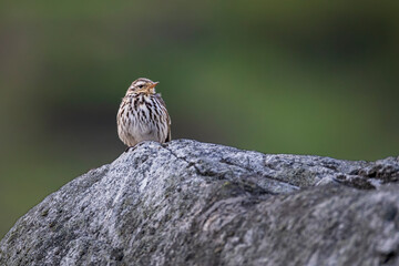 Olive-backed pipit