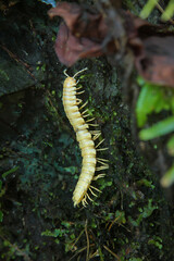A macro shot of a creamy white millipede crawling on a bed of green moss. The millipede's segmented body and numerous legs are clearly visible against the lush background. Taiwan.
