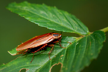 A close-up of a vibrant brown Blattella sp. cockroach perched on a green leaf. The cockroach has a glossy appearance and a dark brown pronotum with transparent edges. Wulai, Taiwan.