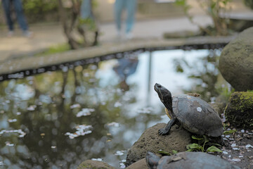 Fototapeta premium 甲羅に桜のついた亀