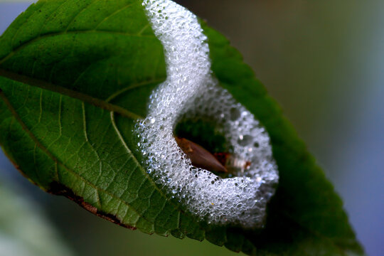 A macro shot of a frothy spittlebug nest on a plant stem. The foamy mass provides protection for the nymph developing inside. Taiwan.