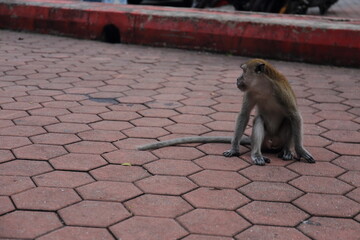 Monkeys living in the Batu Caves in Malaysia