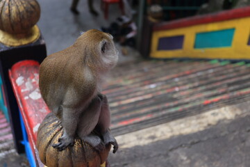 Monkeys living in the Batu Caves in Malaysia