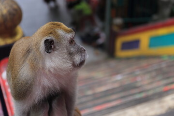 Monkeys living in the Batu Caves in Malaysia