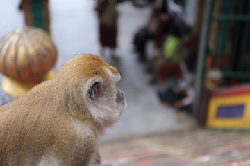 Monkeys living in the Batu Caves in Malaysia