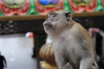 Monkeys living in the Batu Caves in Malaysia