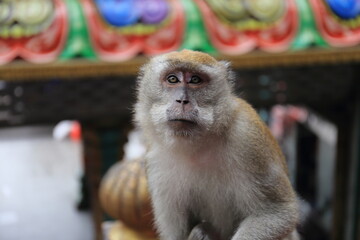 Monkeys living in the Batu Caves in Malaysia