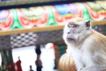 Monkeys living in the Batu Caves in Malaysia