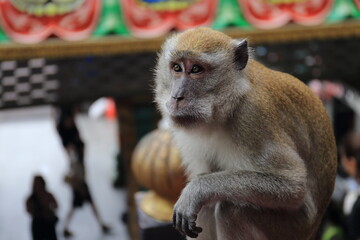 Monkeys living in the Batu Caves in Malaysia