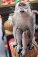 Monkeys living in the Batu Caves in Malaysia