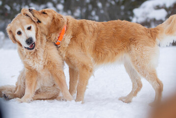 Elderly Golden Retriever plays with a younger dog. Tranquil Winter Scene.