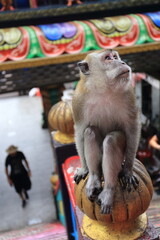 Monkeys living in the Batu Caves in Malaysia