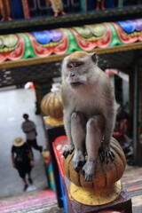 Monkeys living in the Batu Caves in Malaysia
