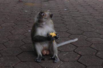 Monkeys living in the Batu Caves in Malaysia