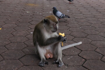 Monkeys living in the Batu Caves in Malaysia
