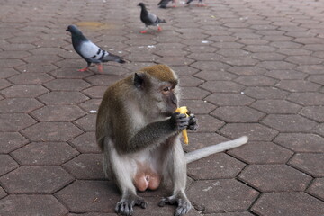 Monkeys living in the Batu Caves in Malaysia