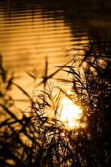 golden sunrise on a summer lake
