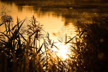 golden sunrise on a summer lake
