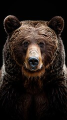 A brown bear's front view is isolated against a black background. An image of an Ursus arctos beringianus bear from Kamchatka