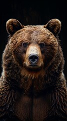 Fototapeta premium A brown bear's front view is isolated against a black background. An image of an Ursus arctos beringianus bear from Kamchatka