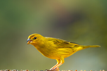 Yellow Canary (Sicalis flaveola), Canário-da-terra