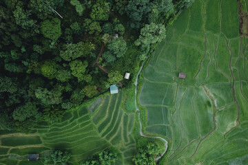 Aerial view Rice fields and dark green trees in the rainy season