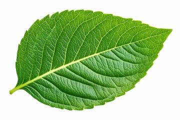 Obraz premium A vibrant green leaf showcasing intricate veins and a healthy, natural appearance, perfect for environmental themes.