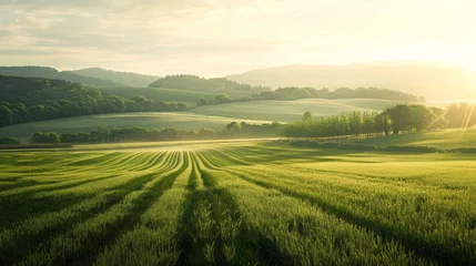 Gordijnen A tranquil landscape with lush fields and vibrant vegetable patches under a bright blue sky during golden hour © irissca