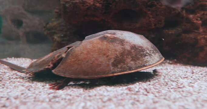 Atlantic horseshoe crab (Limulus polyphemus), also known as the American horseshoe crab, is a species of horseshoe crab, a kind of marine and brackish chelicerate arthropod.