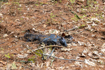 Dead Beaver in the Forest in Massachusetts