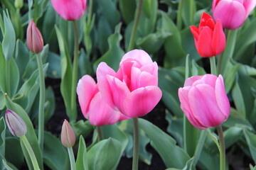 Pink tulips in a flowerbed