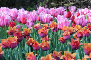 Two breeds of tulips blooming together