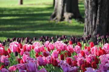 A field of colourful tulips with trees and a lawn in the background
