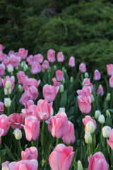 Obraz premium A field of pink and white tulips with green plants in the background
