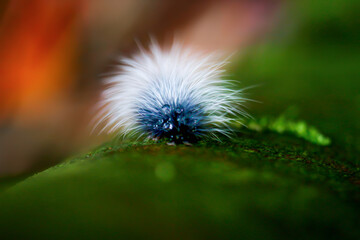 Macrophoto of a Macrobrochis gigas caterpillar showing its dense white hairs against a dark tree...