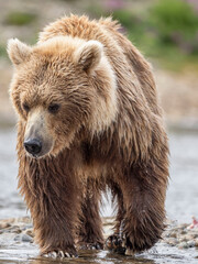 Obraz premium Brown bear fishing hunting