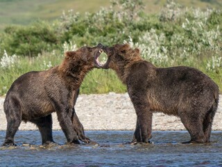 Brown bear grizzly